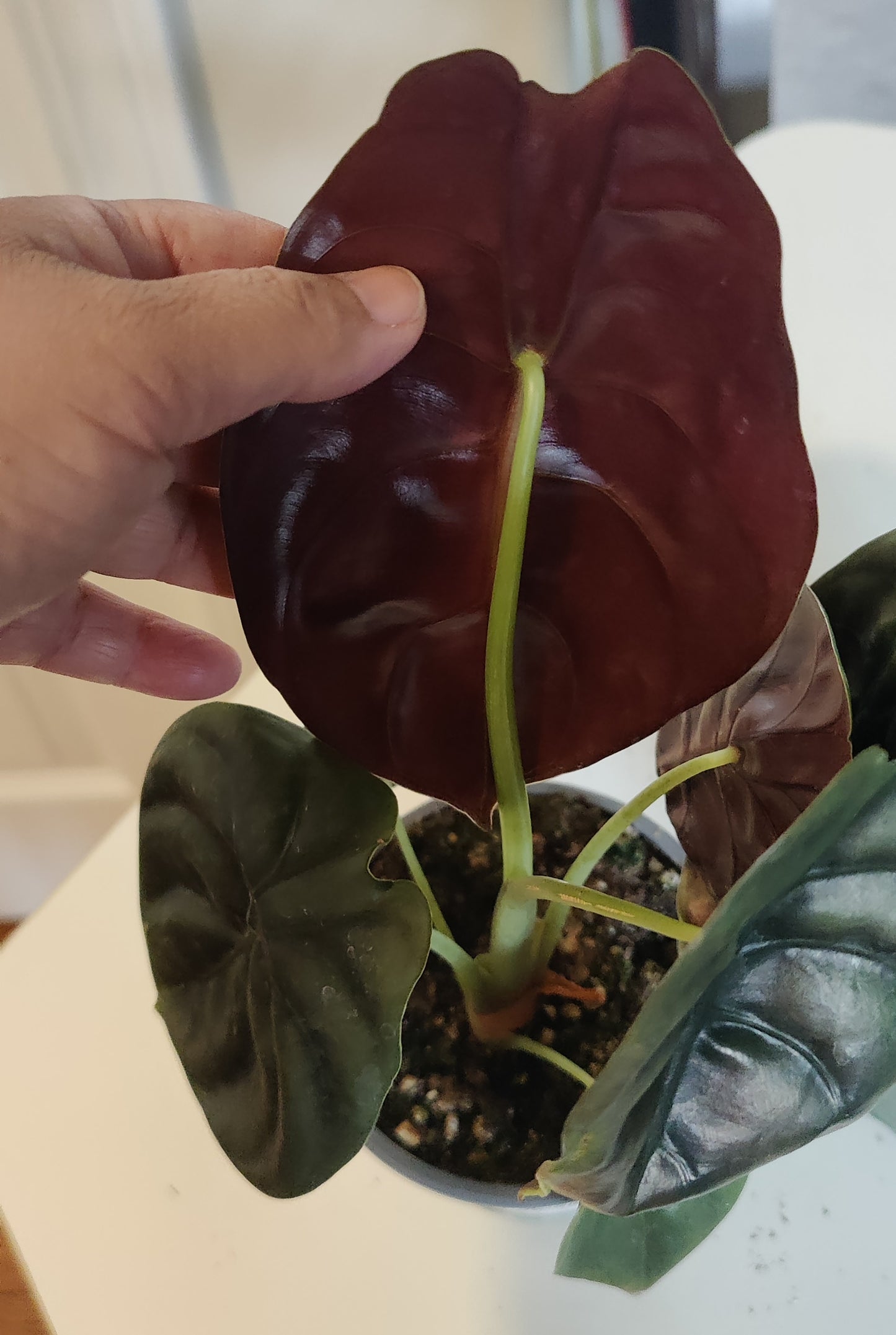 Alocasia Red Secret