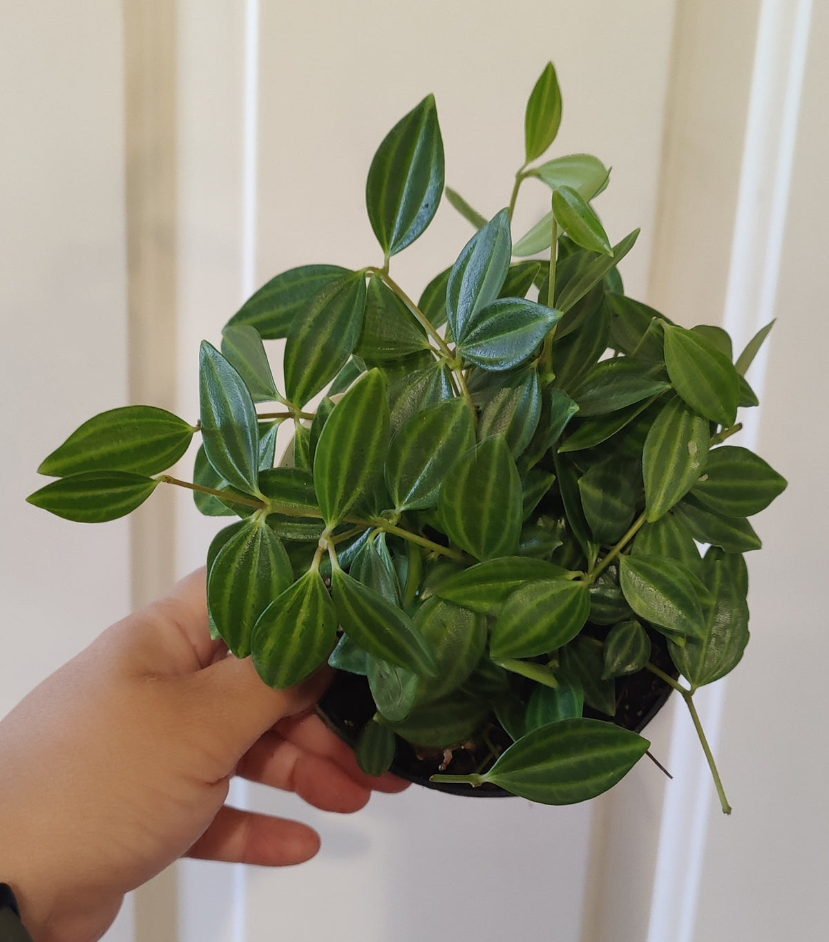 Peperomia Angulata