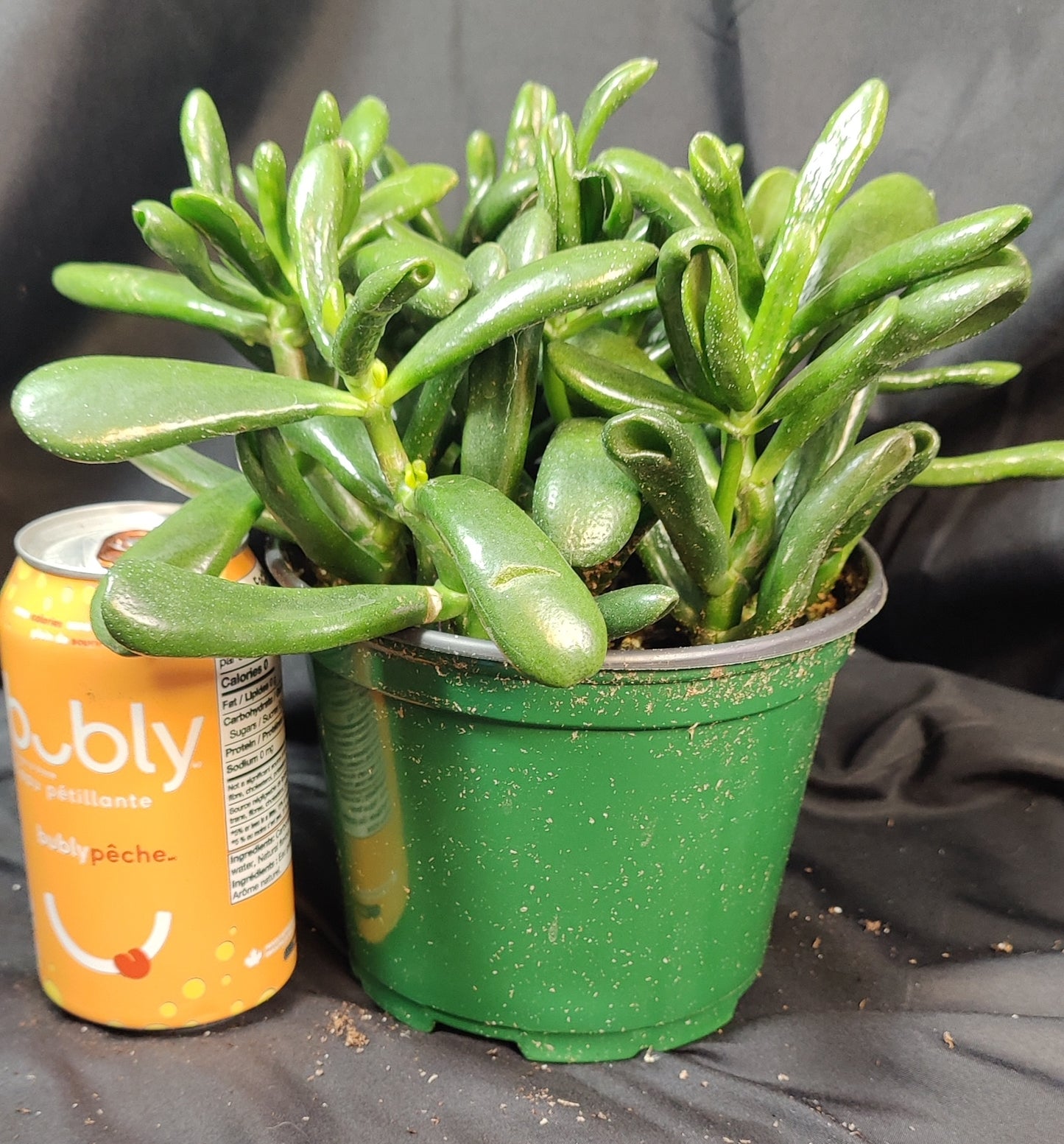 Jade Plant Assorted