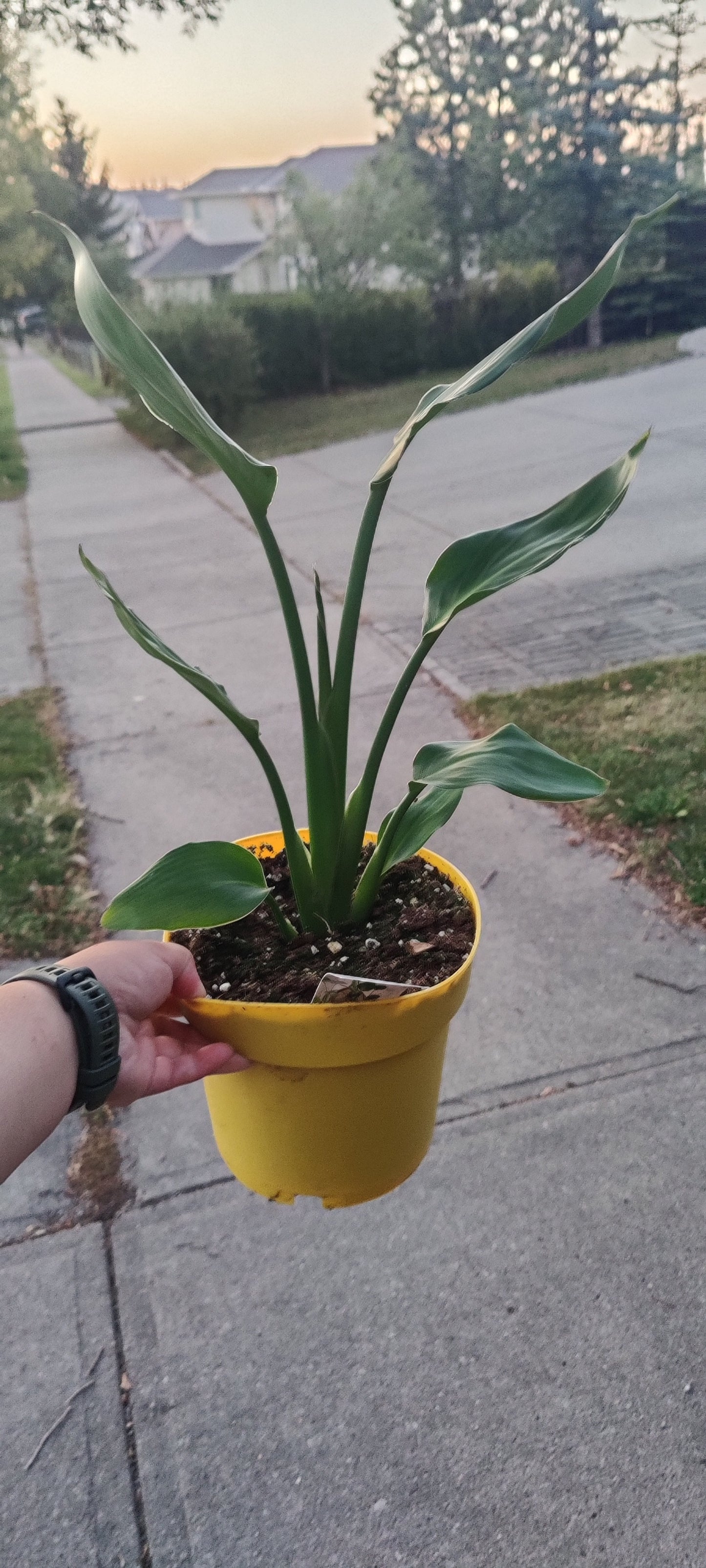 Bird of Paradise