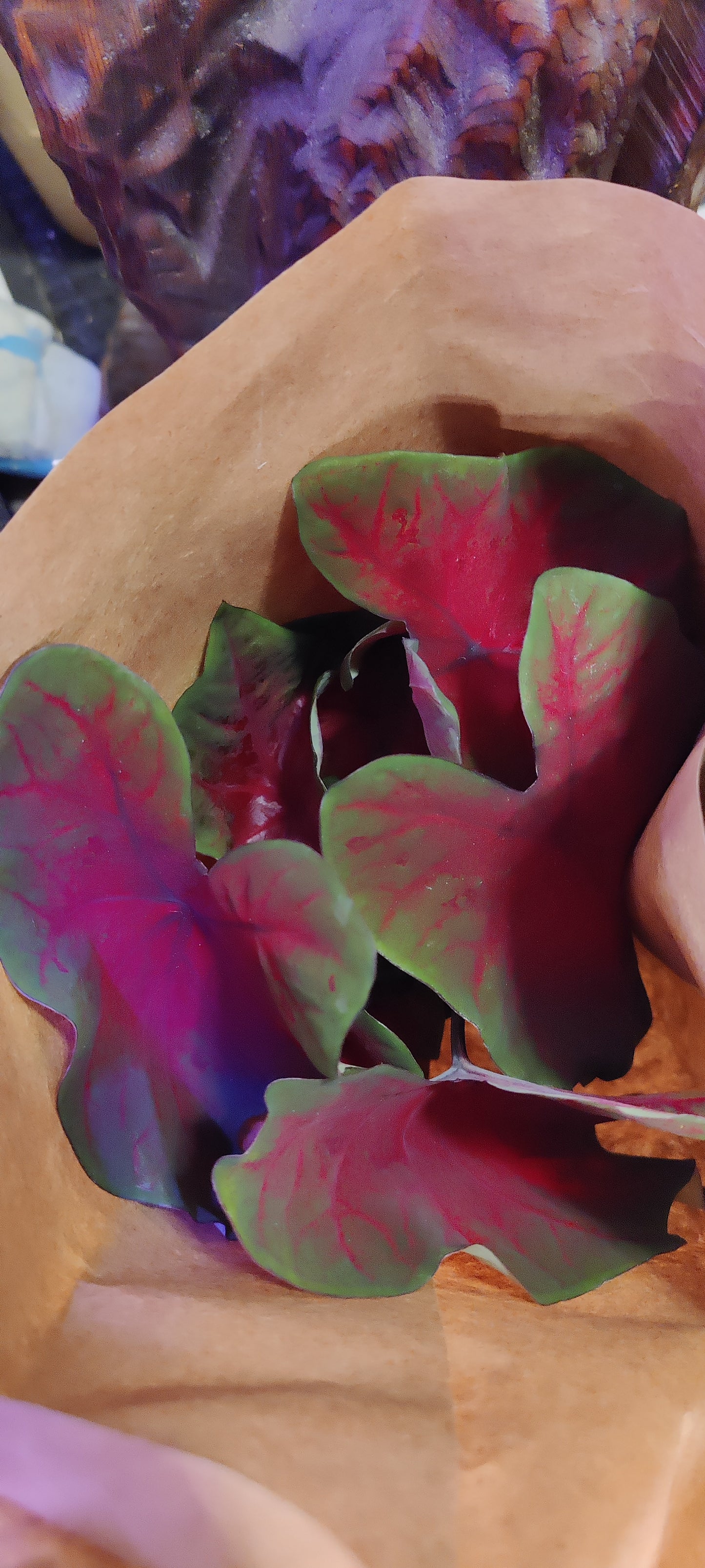 Caladium 6" Pot