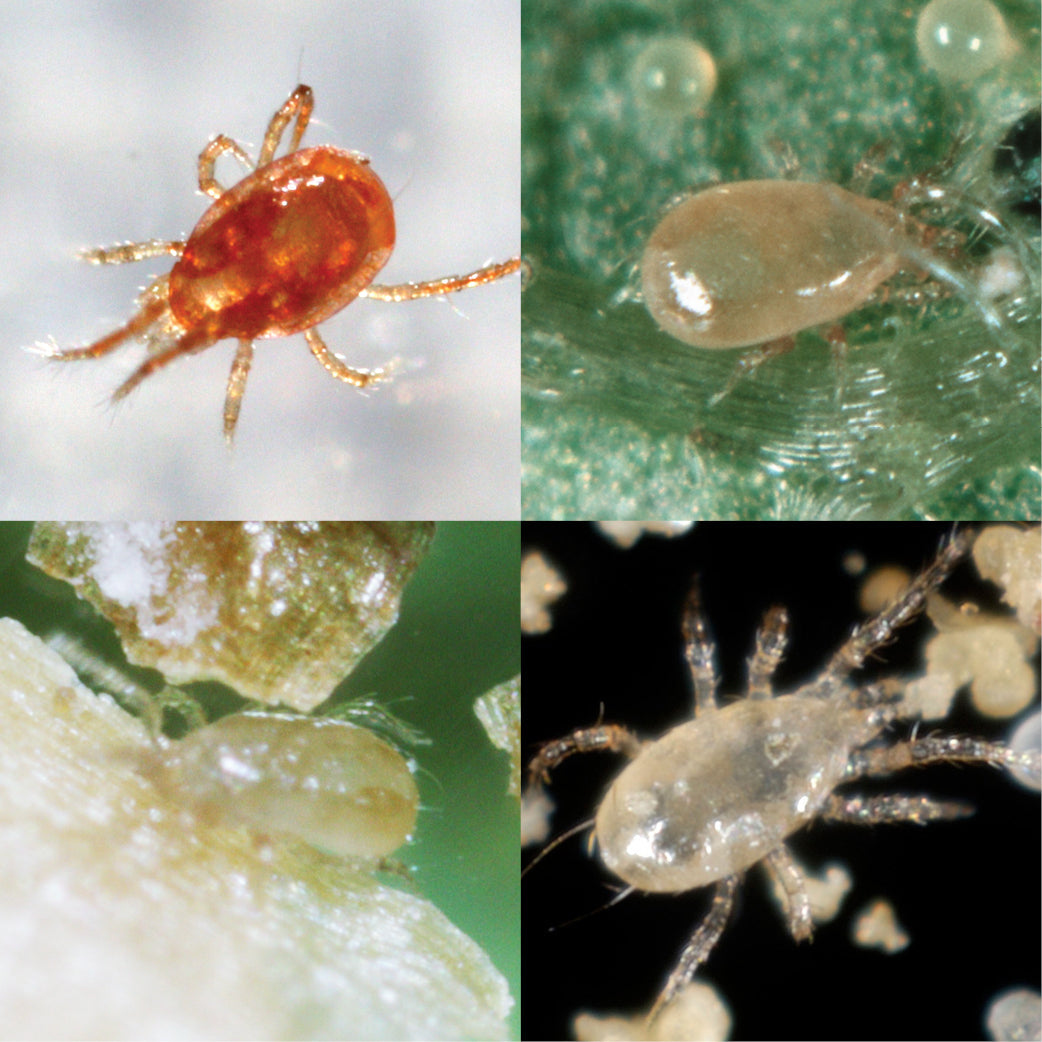 General Predatory Mites