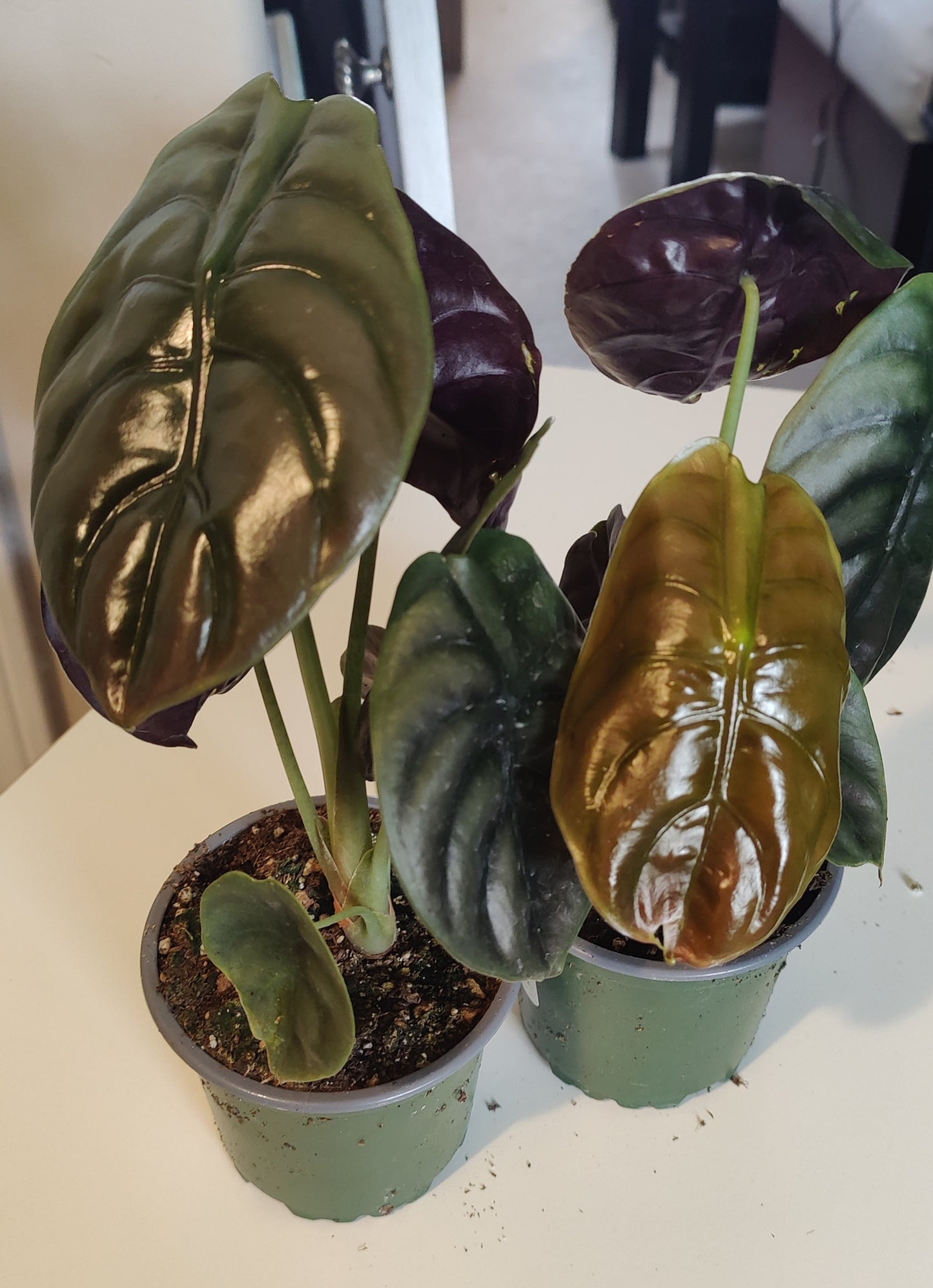 Alocasia Red Secret