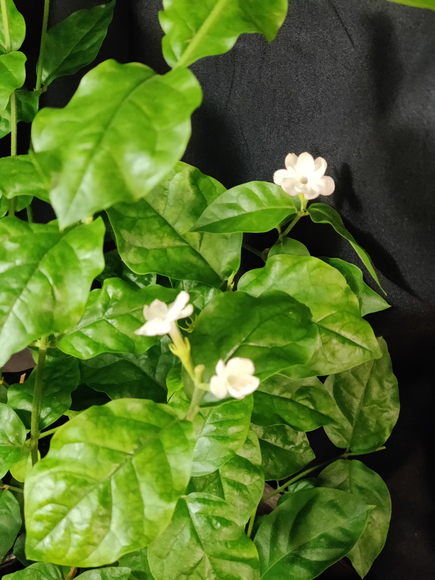Jasmine Arabian Sanbac