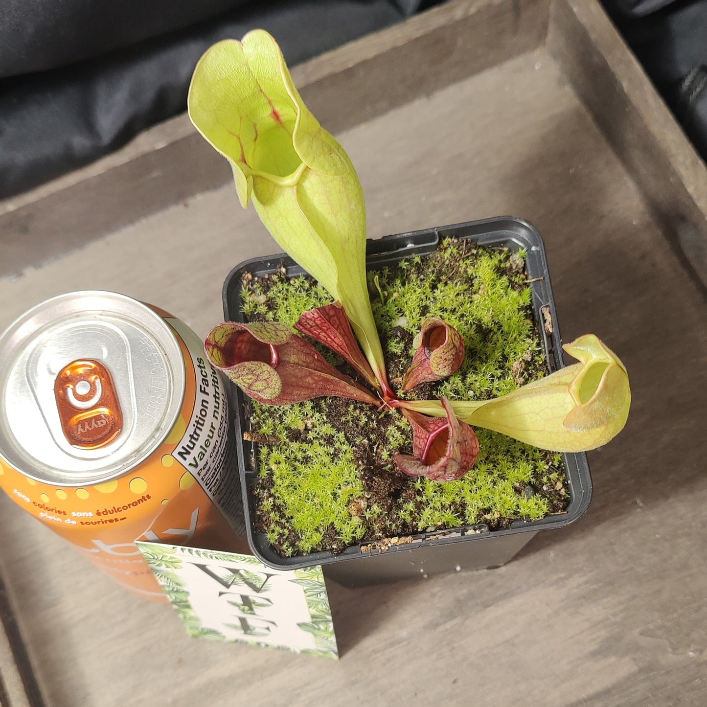 Hardy Pitcher Plant - Purpurea Venosa