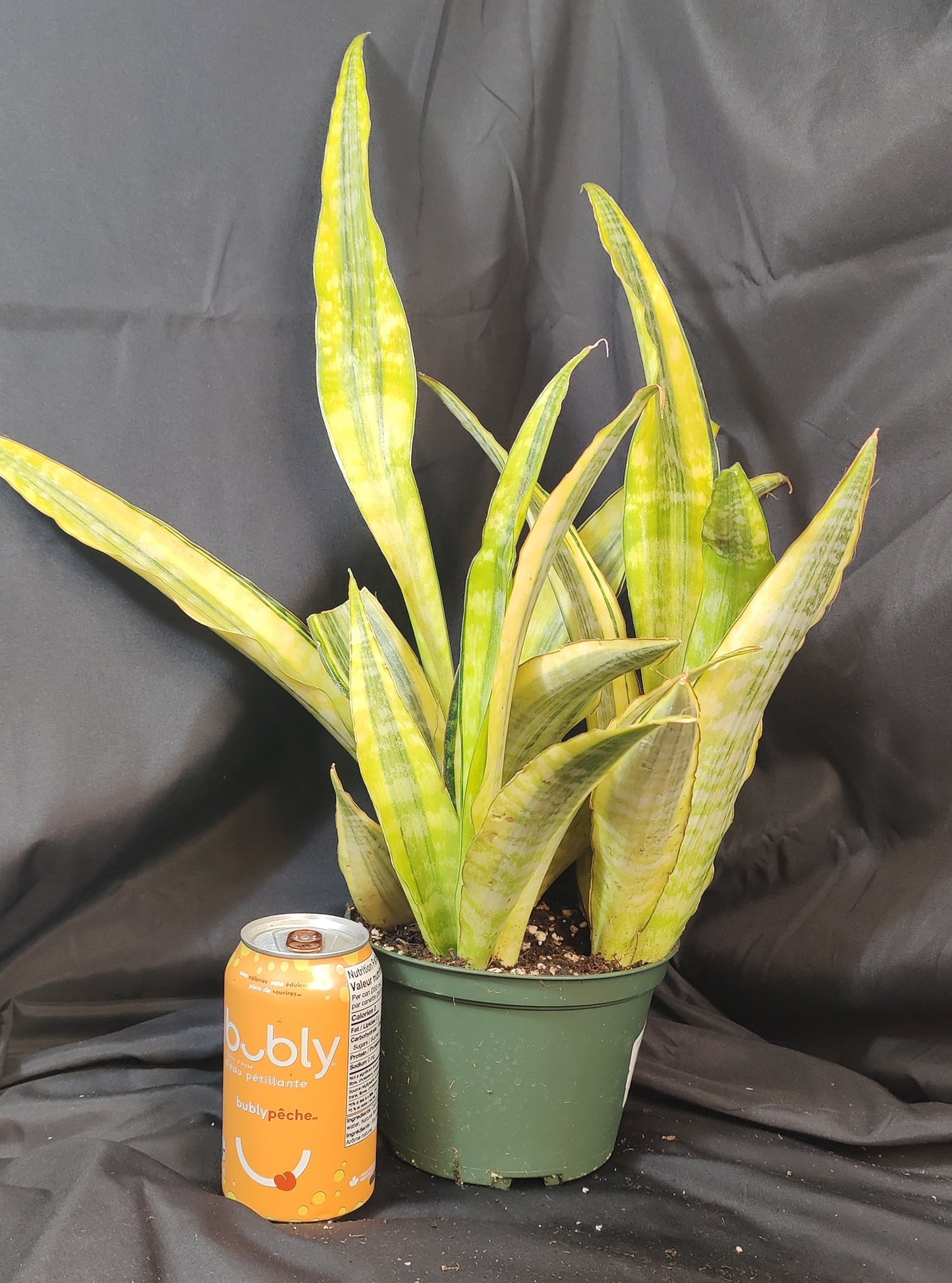 Snake Plant Lauren