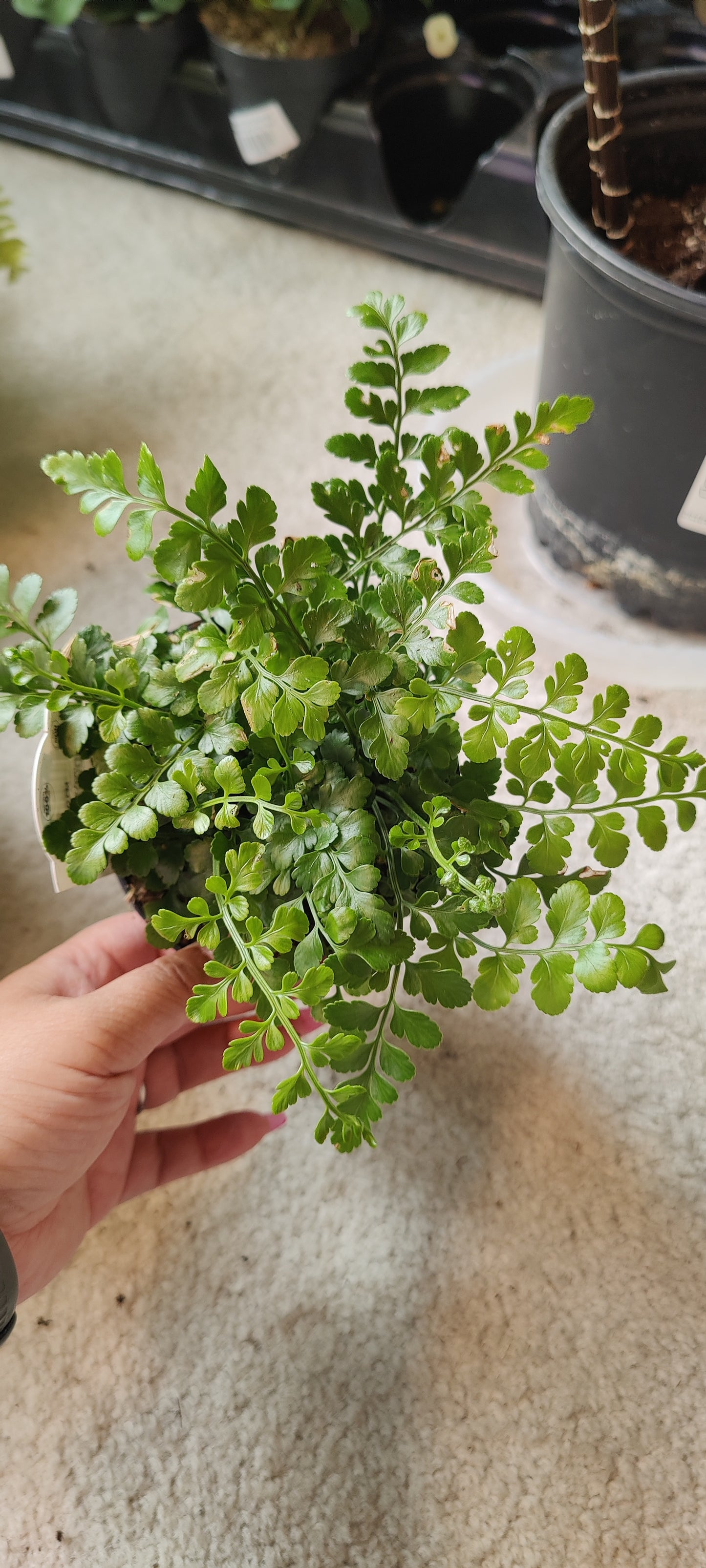 Fern, Assorted