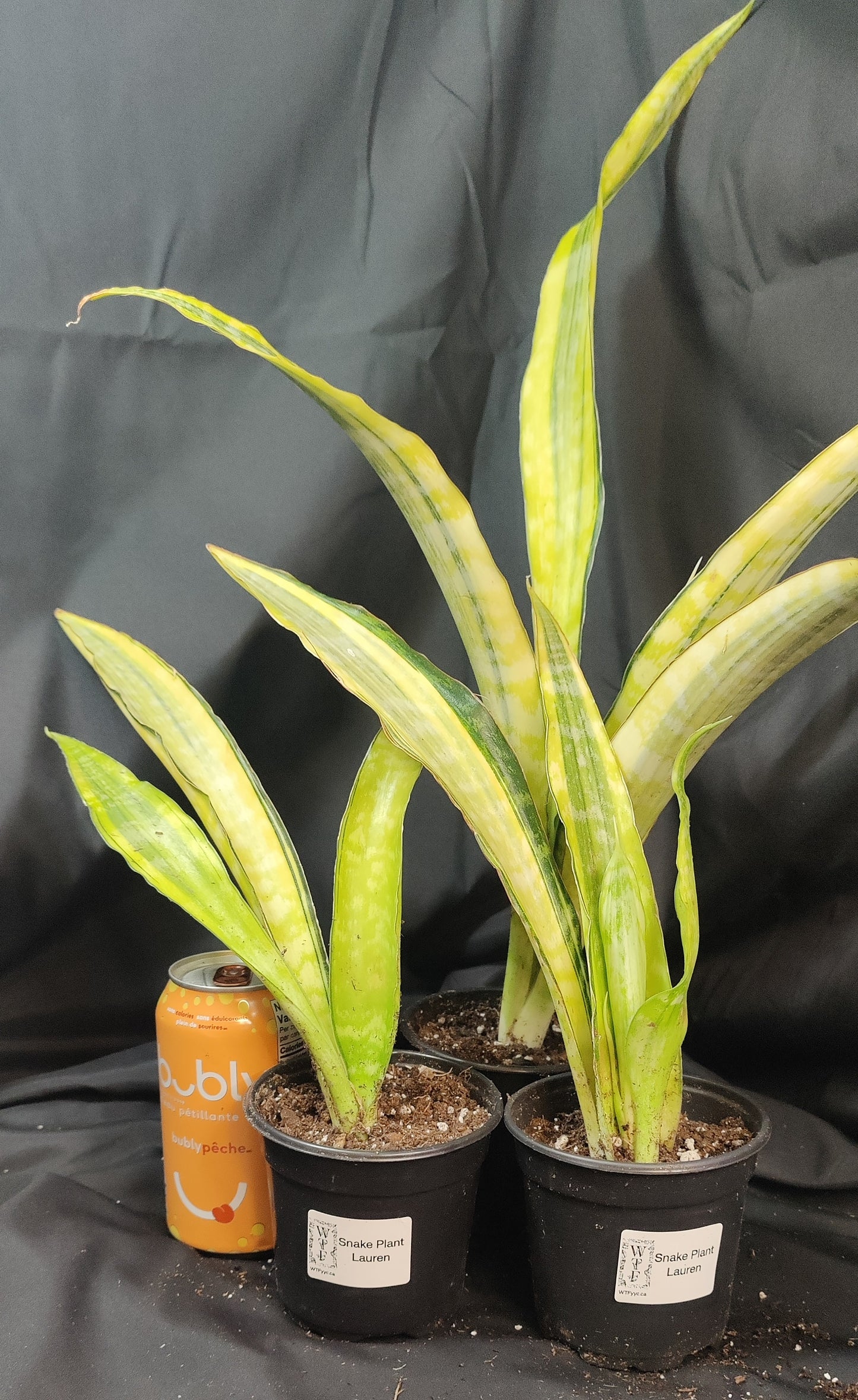 Snake Plant Lauren