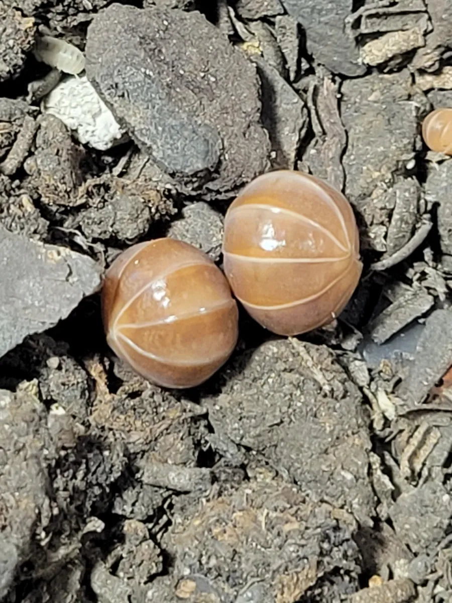 Armadillidium Officinalis Orange Crush
