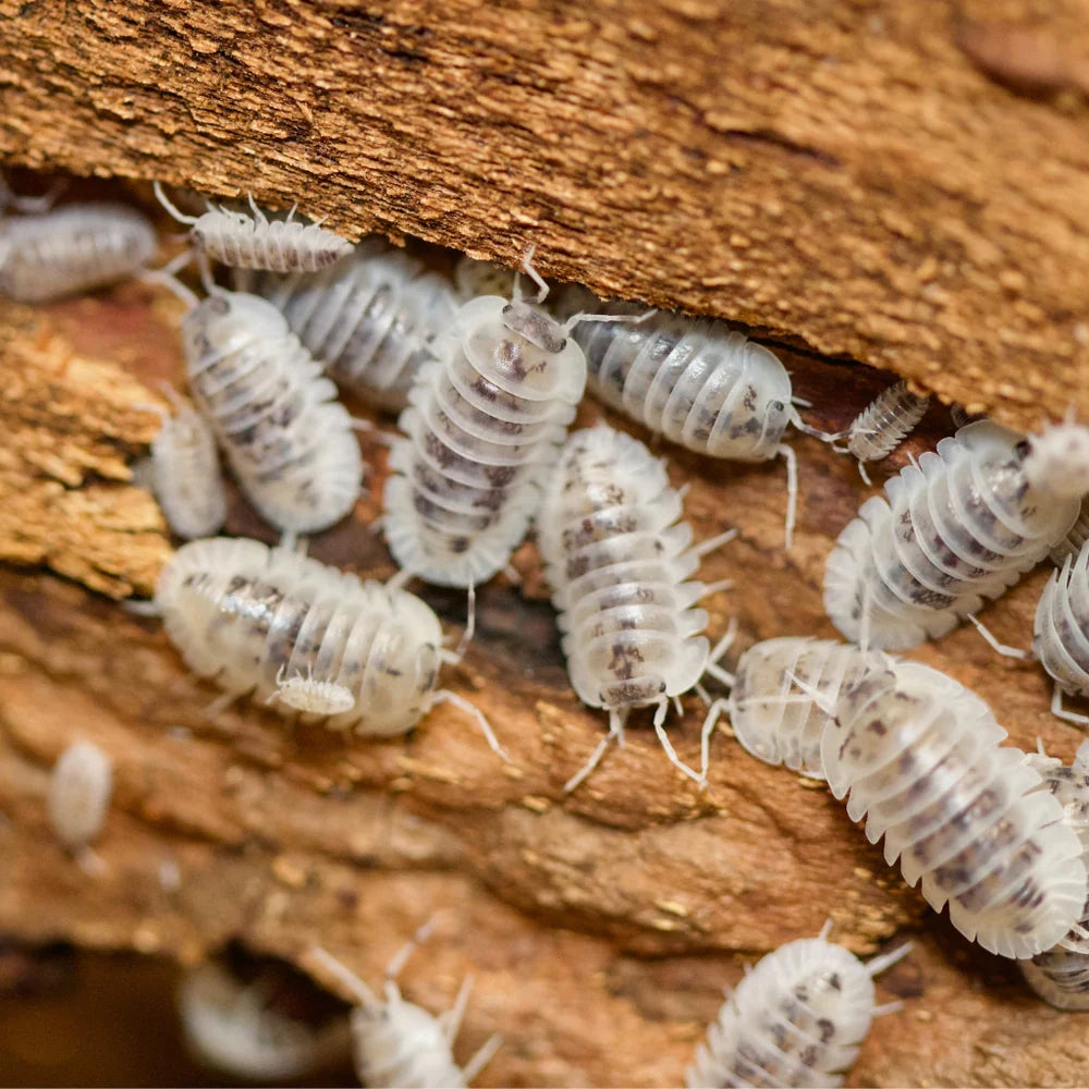 Nesodillo Arcangelii Shiru Utsuri