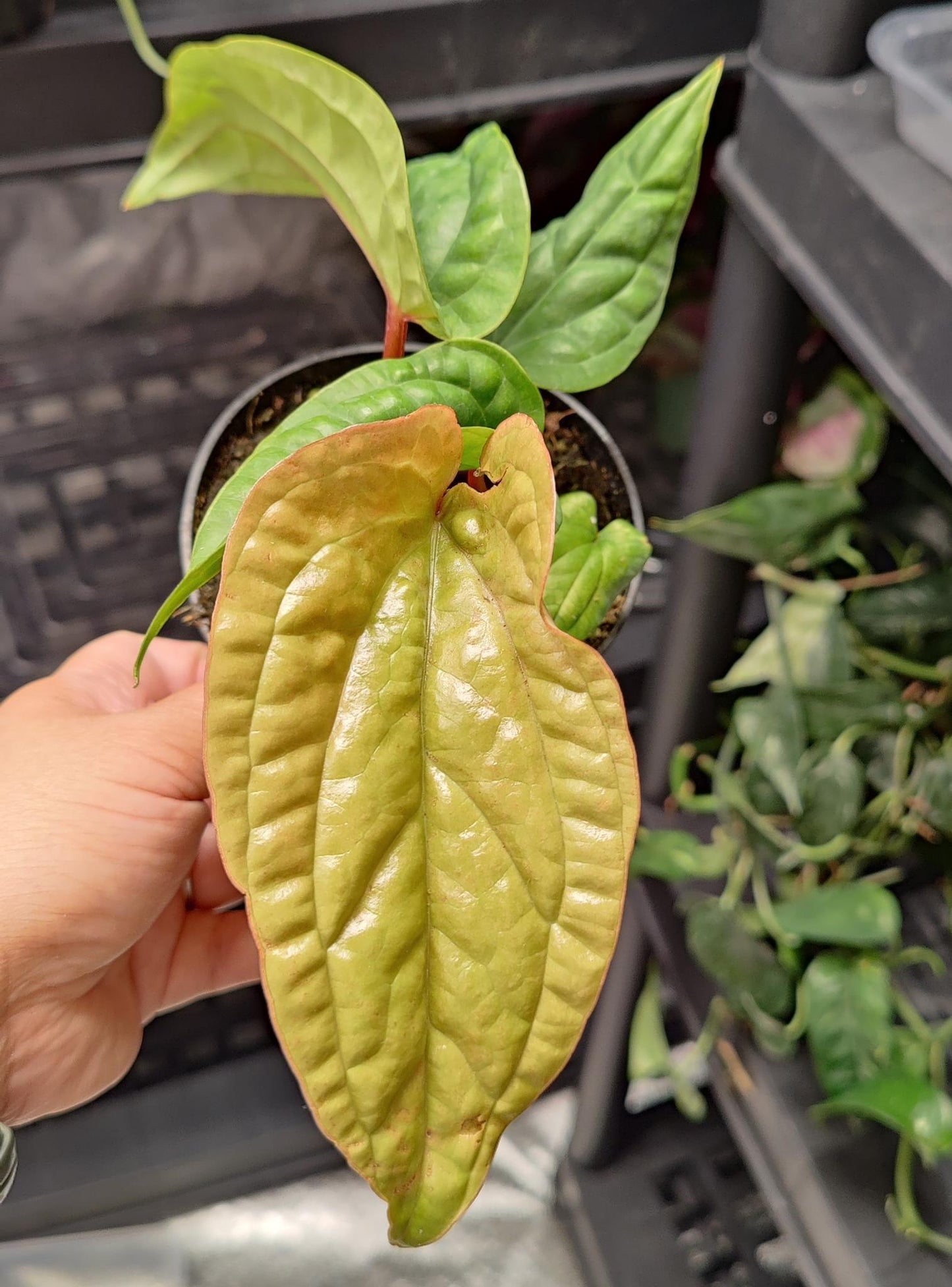 Anthurium Radicans x Luxurians