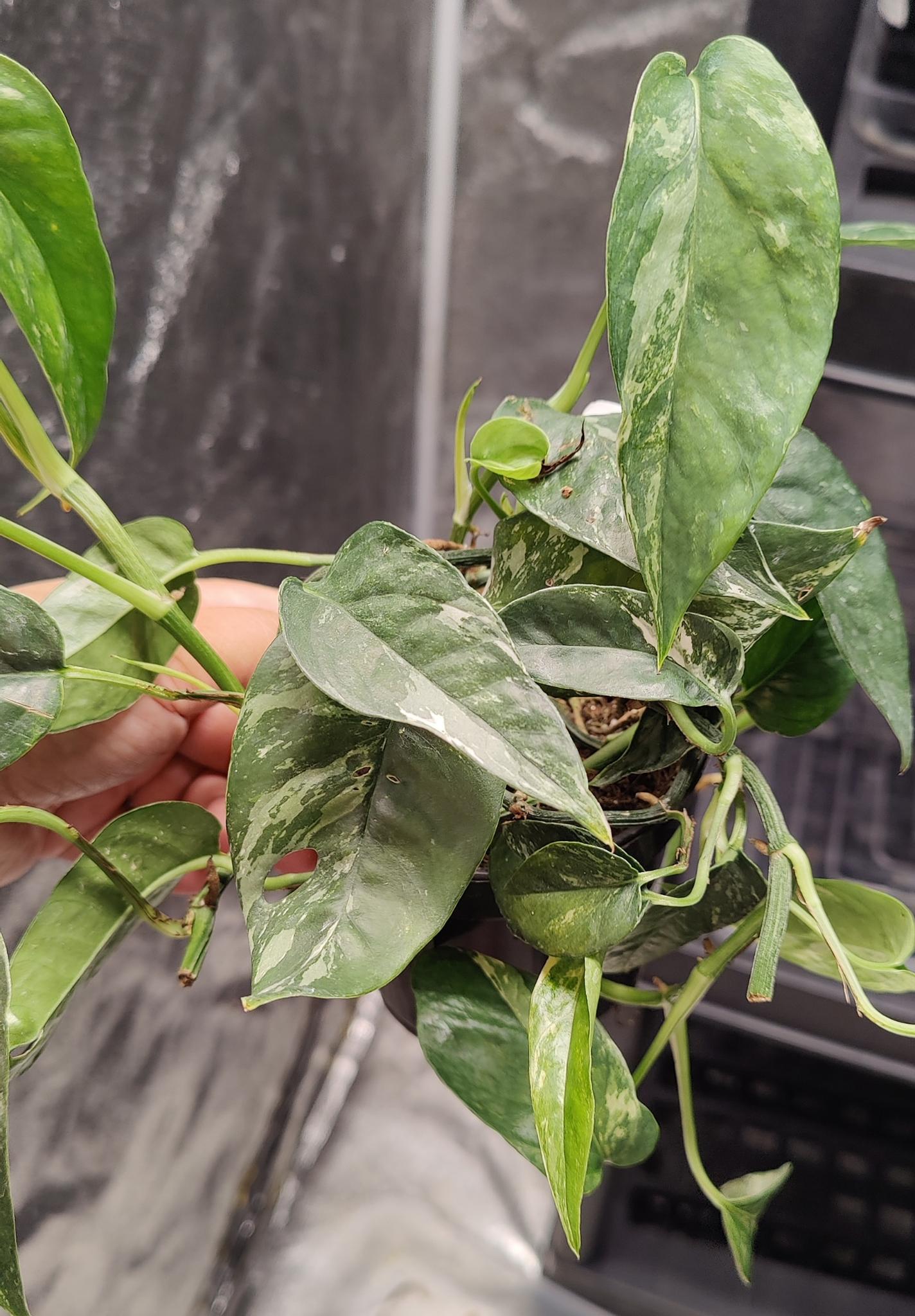 Epip Pinnatum Albo