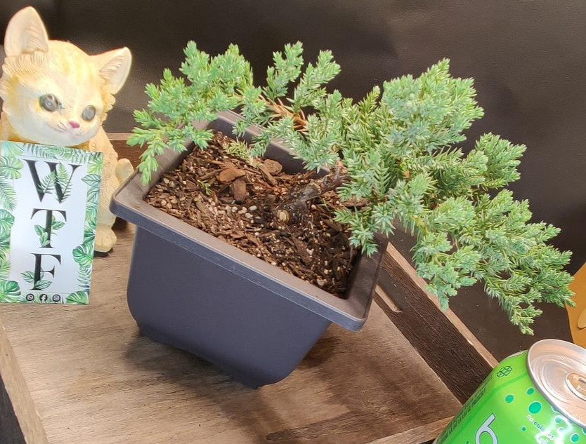 Juniper Bonsai