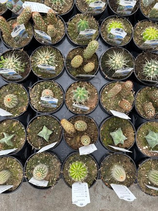 Cactus Assorted