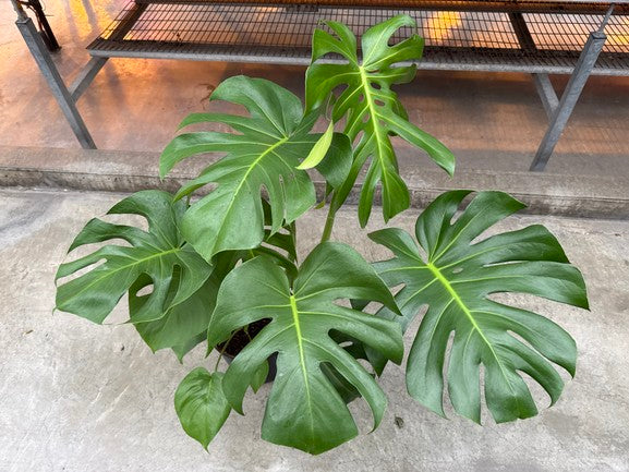 Monstera Deliciosa (Split Leaf)