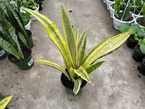 Snake Plant Lauren