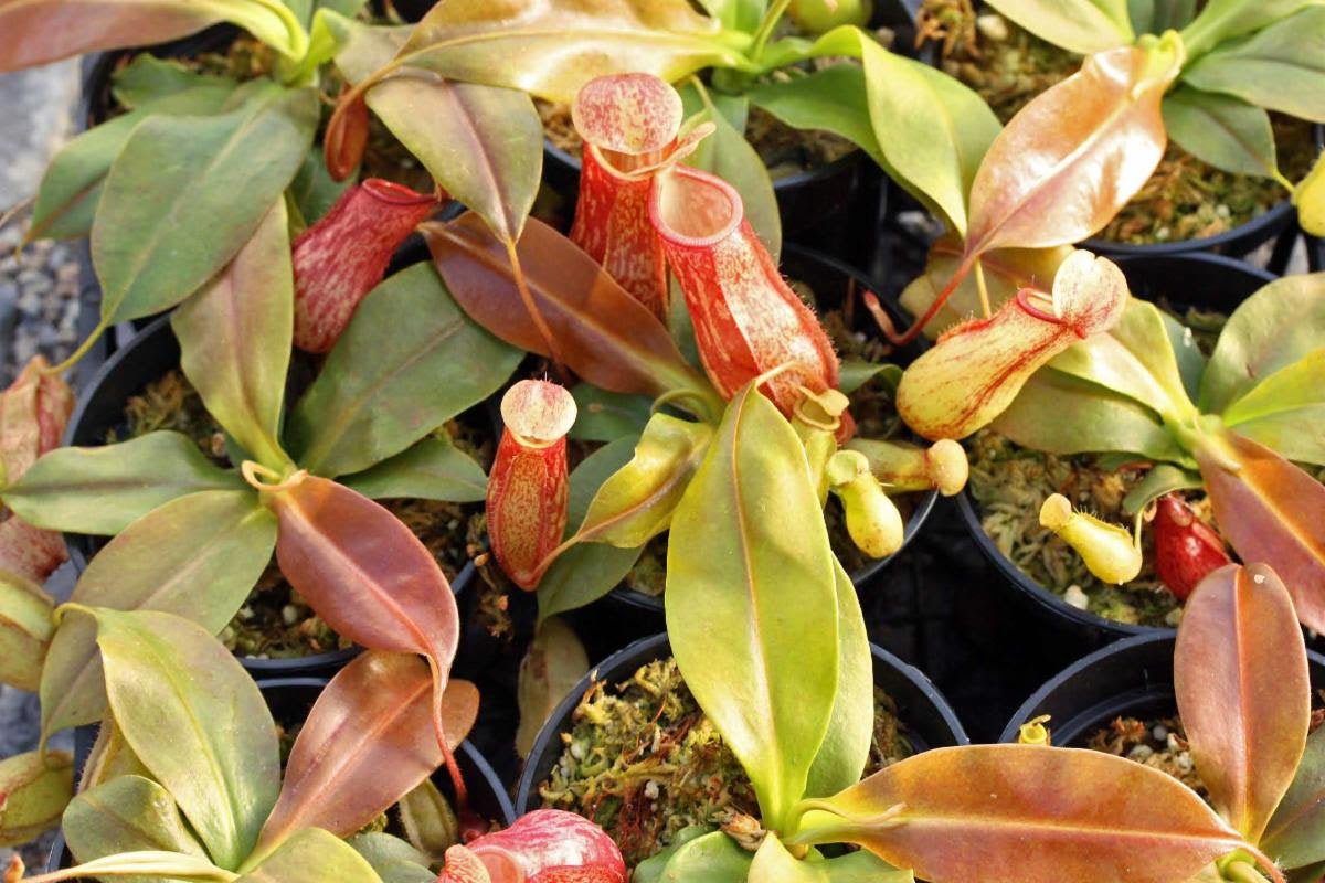 Nepenthes 'St. Gaya'