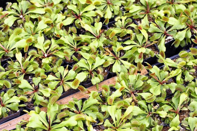 Venus Fly Traps