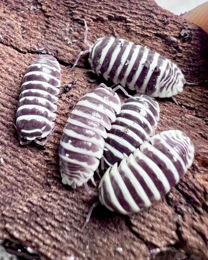 Armadillidium Chocolate Zebra