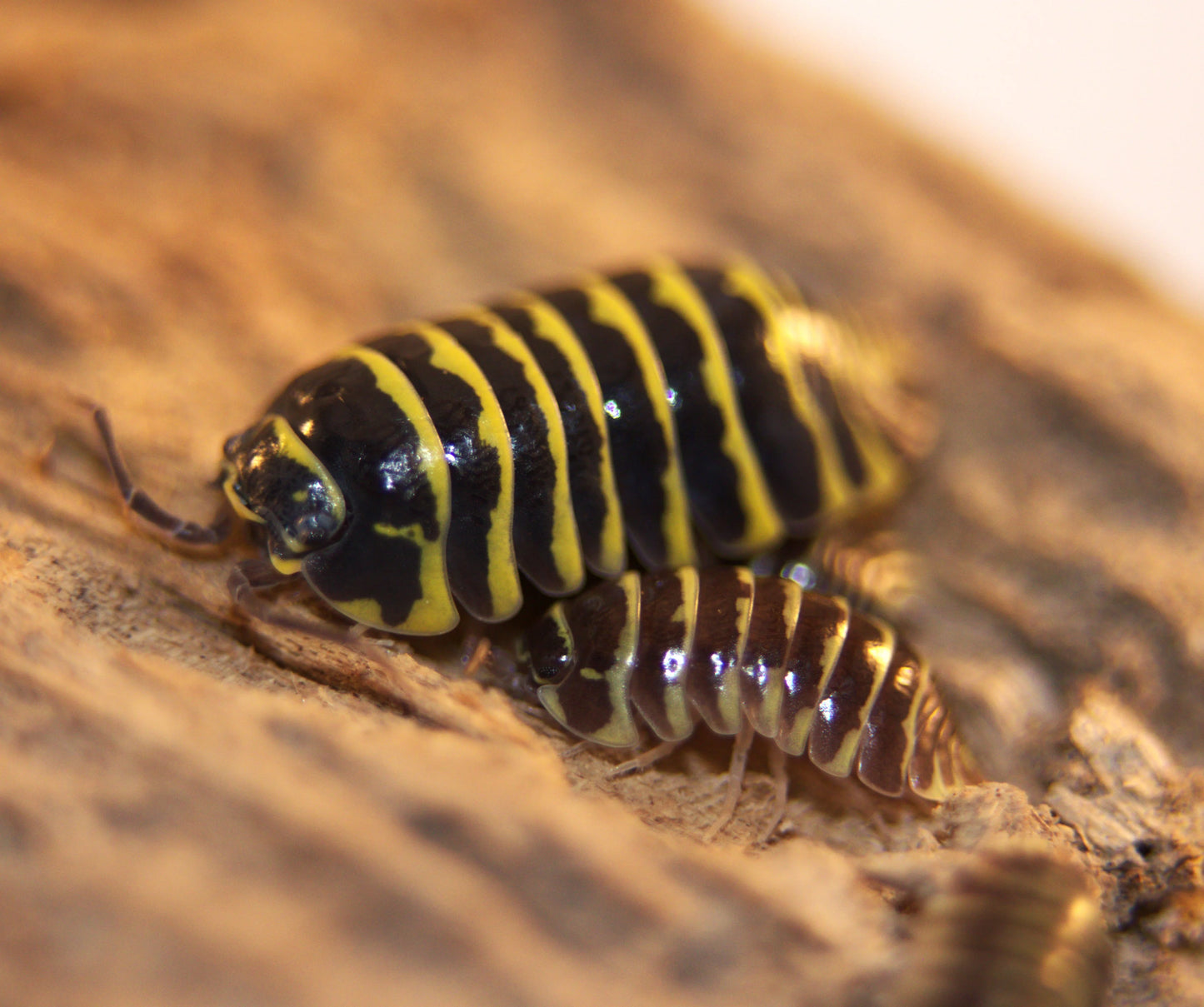 Armadillidium Maculatum Yellow Zebra