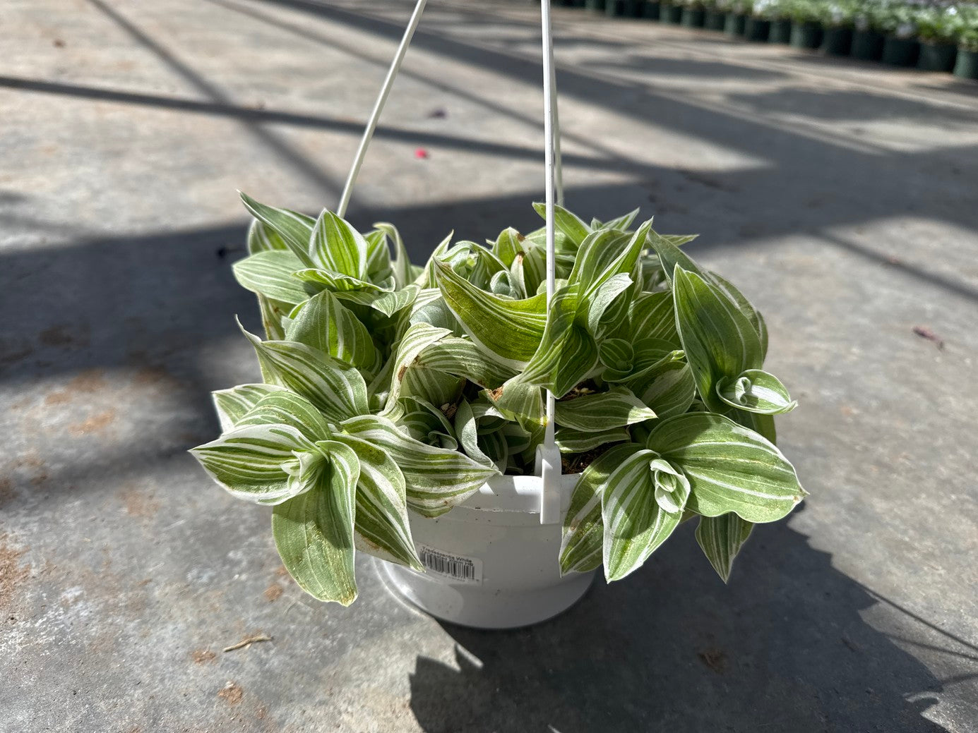 Tradescantia Assorted