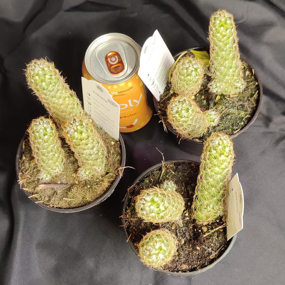Cactus Assorted