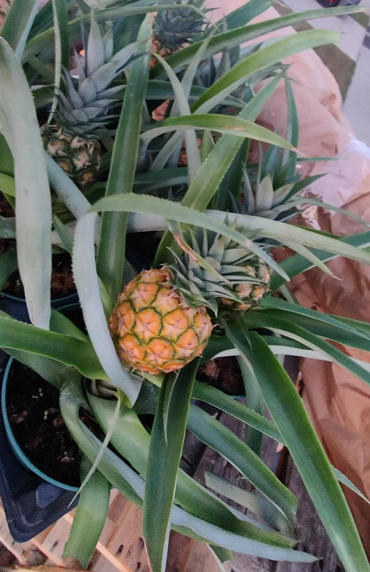 Pineapple Plant