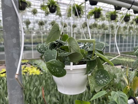 Satin Argyraeus Pothos