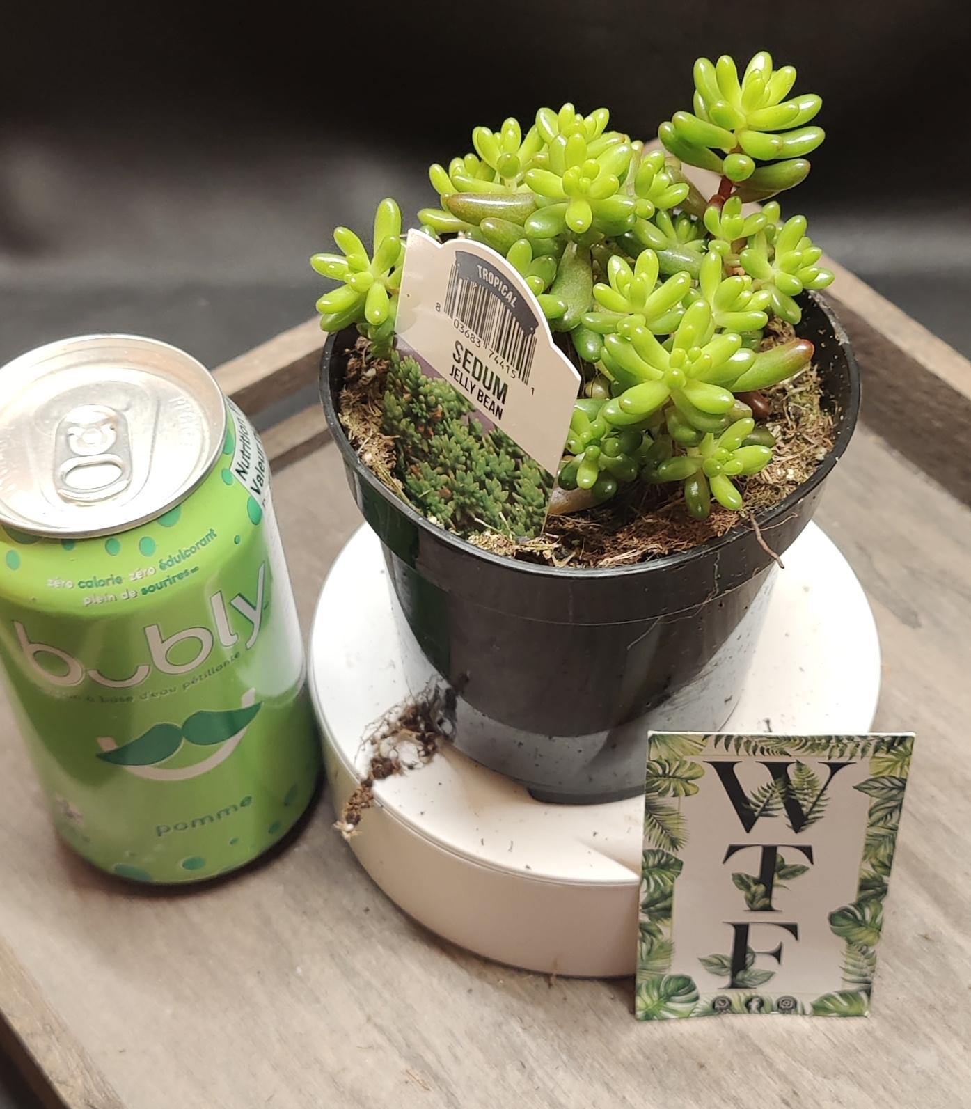 Sedum Jelly Bean