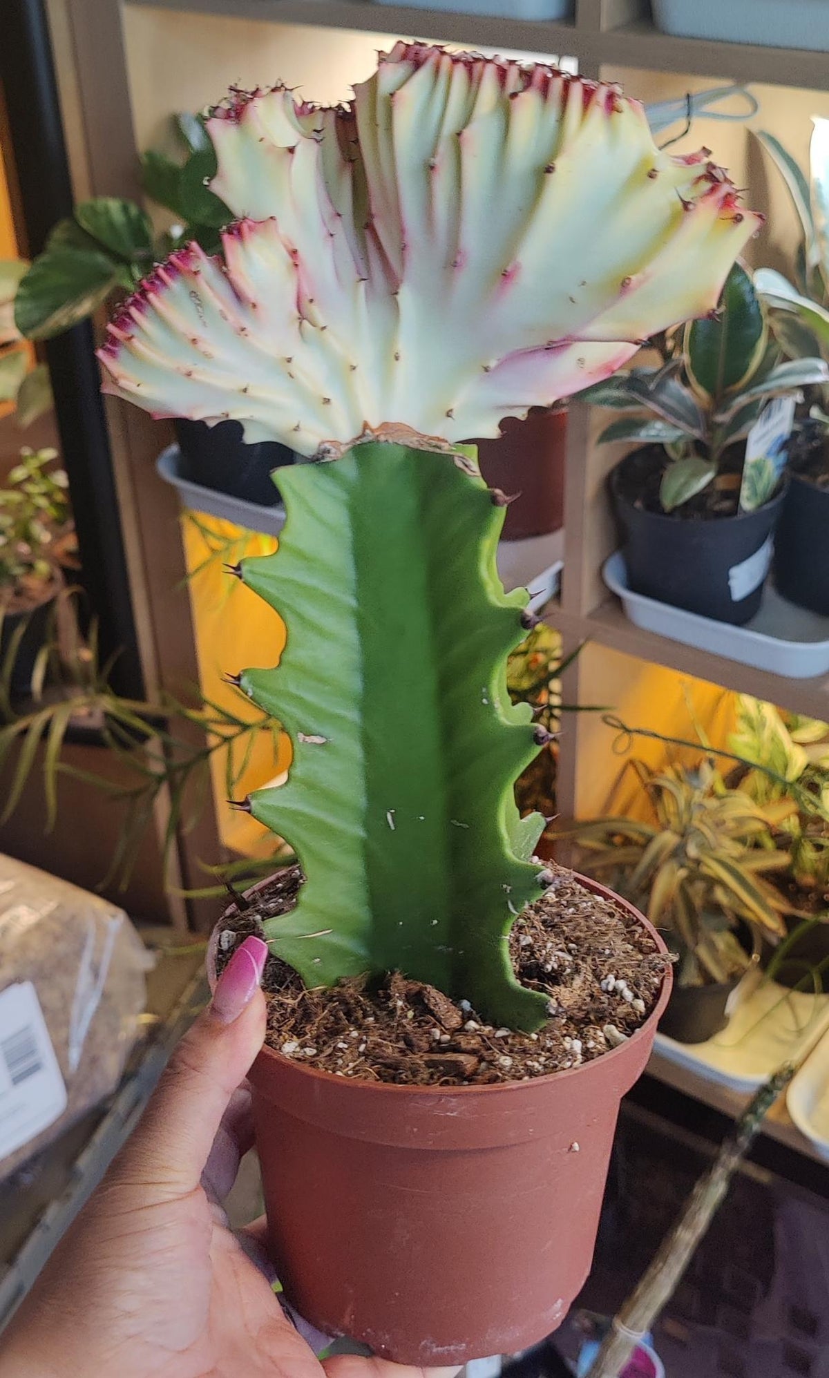 Euphorbia Lactea