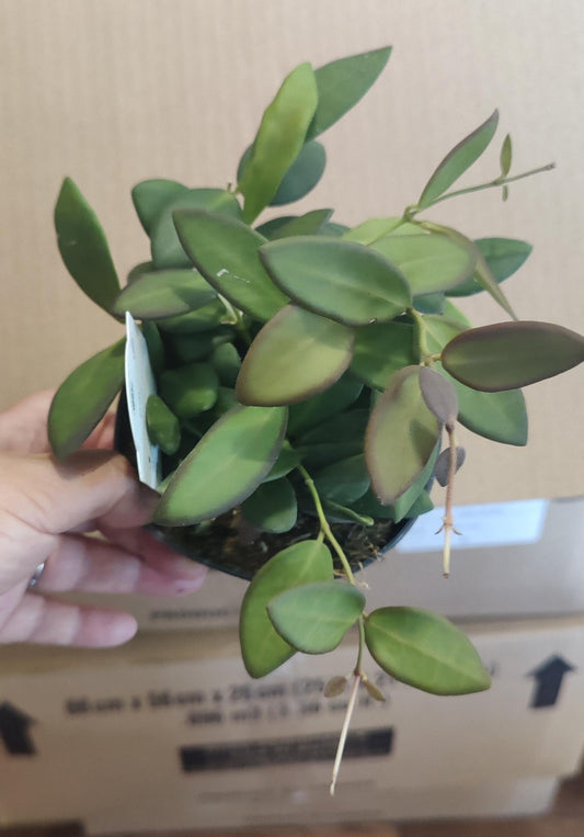 Hoya Burtoniea