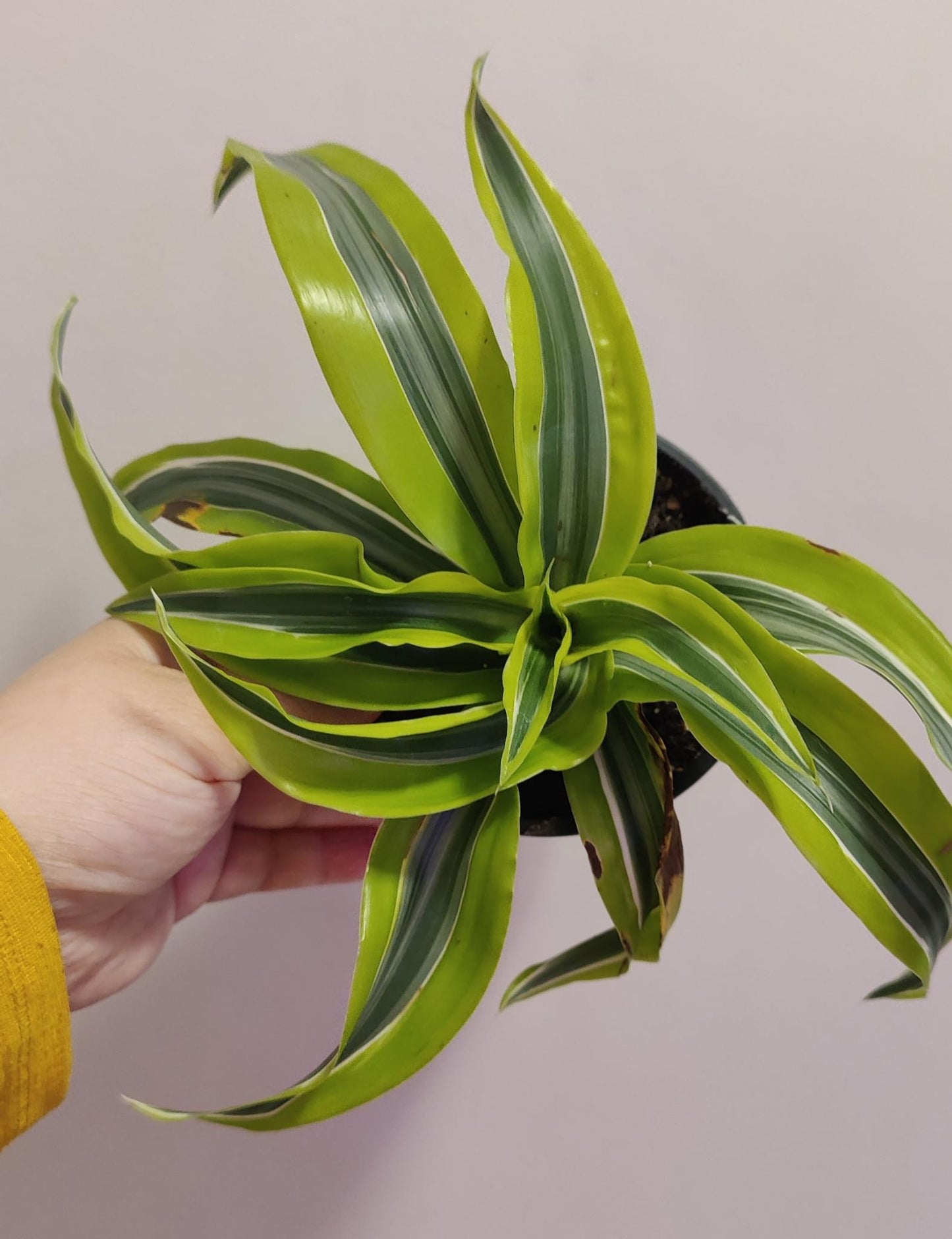 Dracaena Dragon