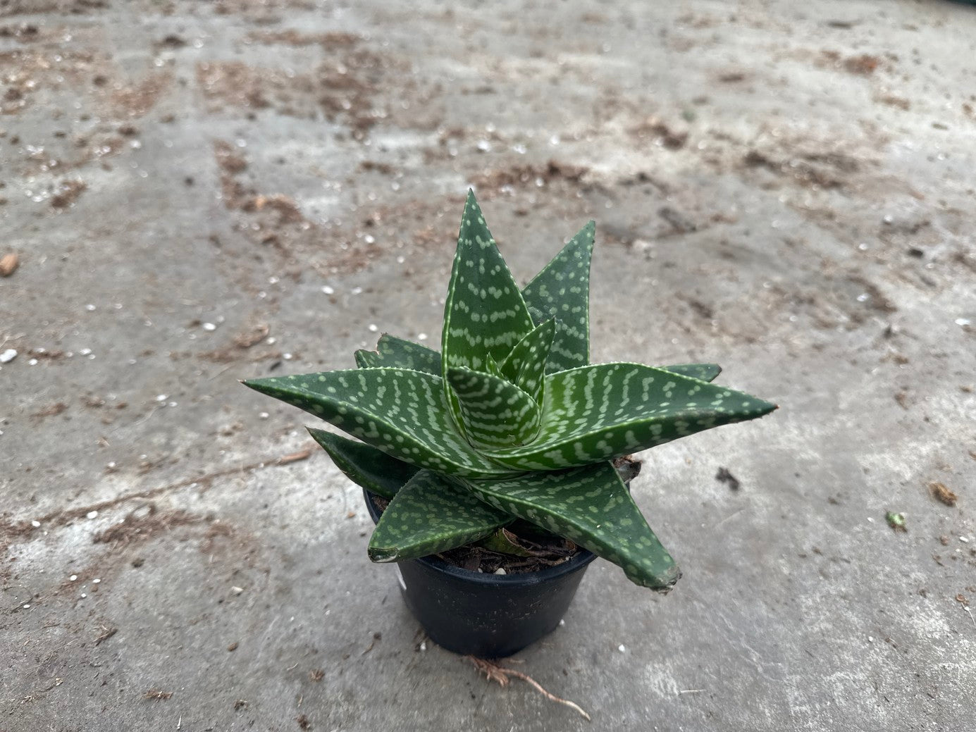 Haworthia Tiki Zila