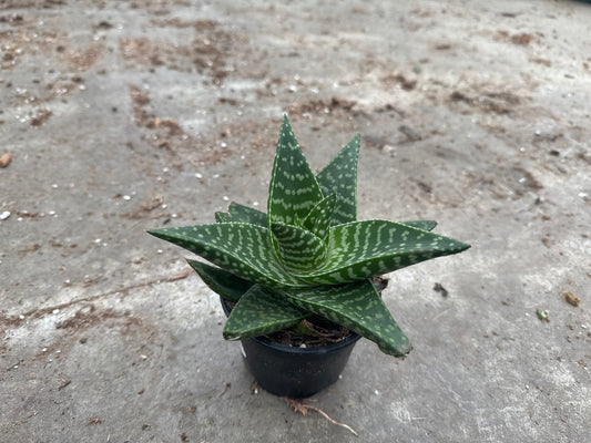 Haworthia Tiki Zila