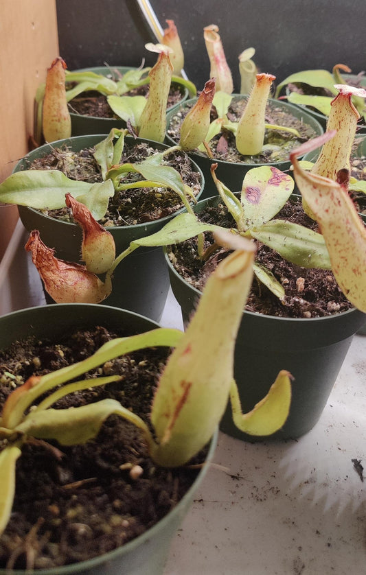 Nepenthes Dyeriana