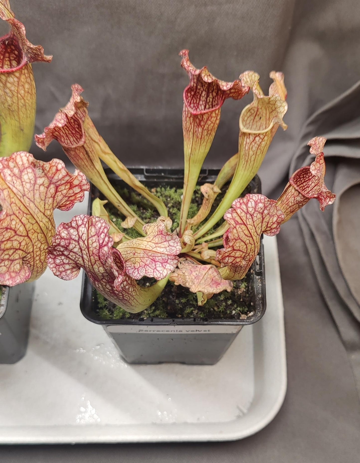 Sarracenia x hybrids - Short Hardy Pitcher
