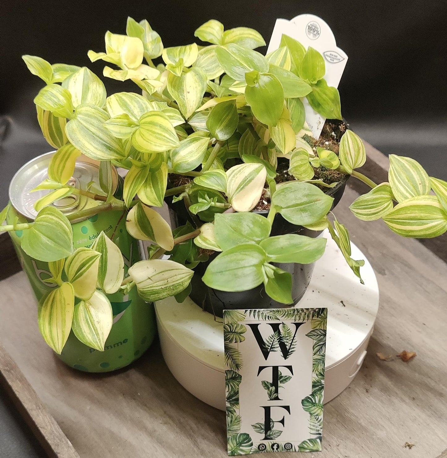 Tradescantia Assorted