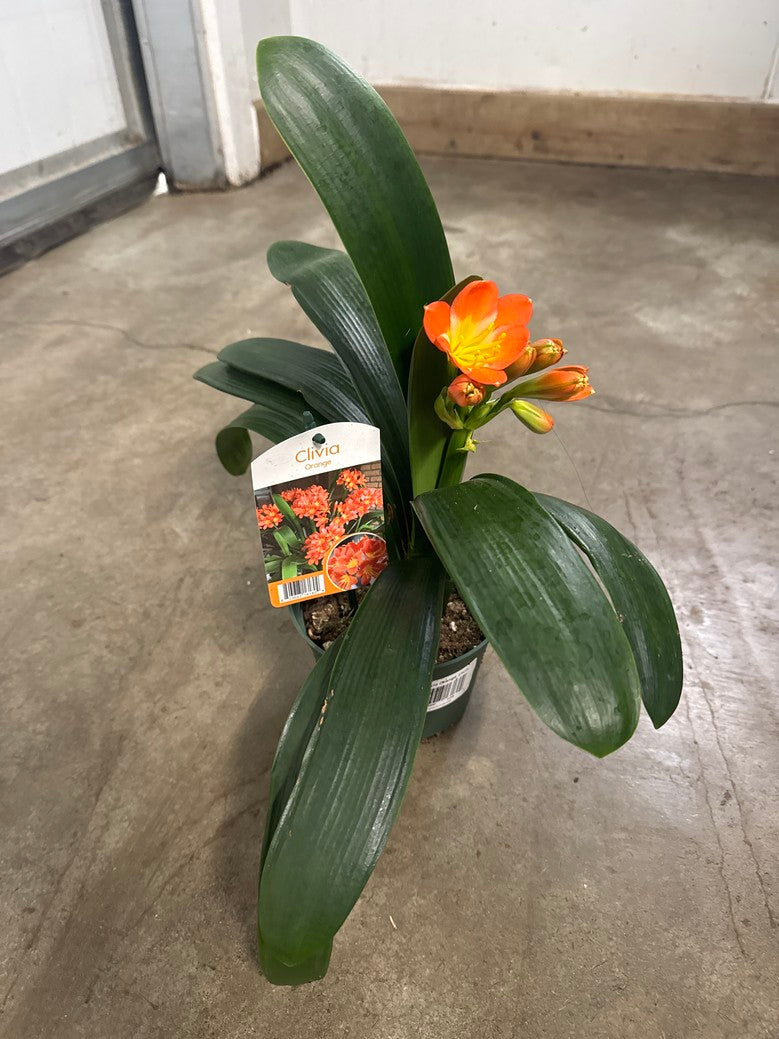 Clivia Miniata Orange