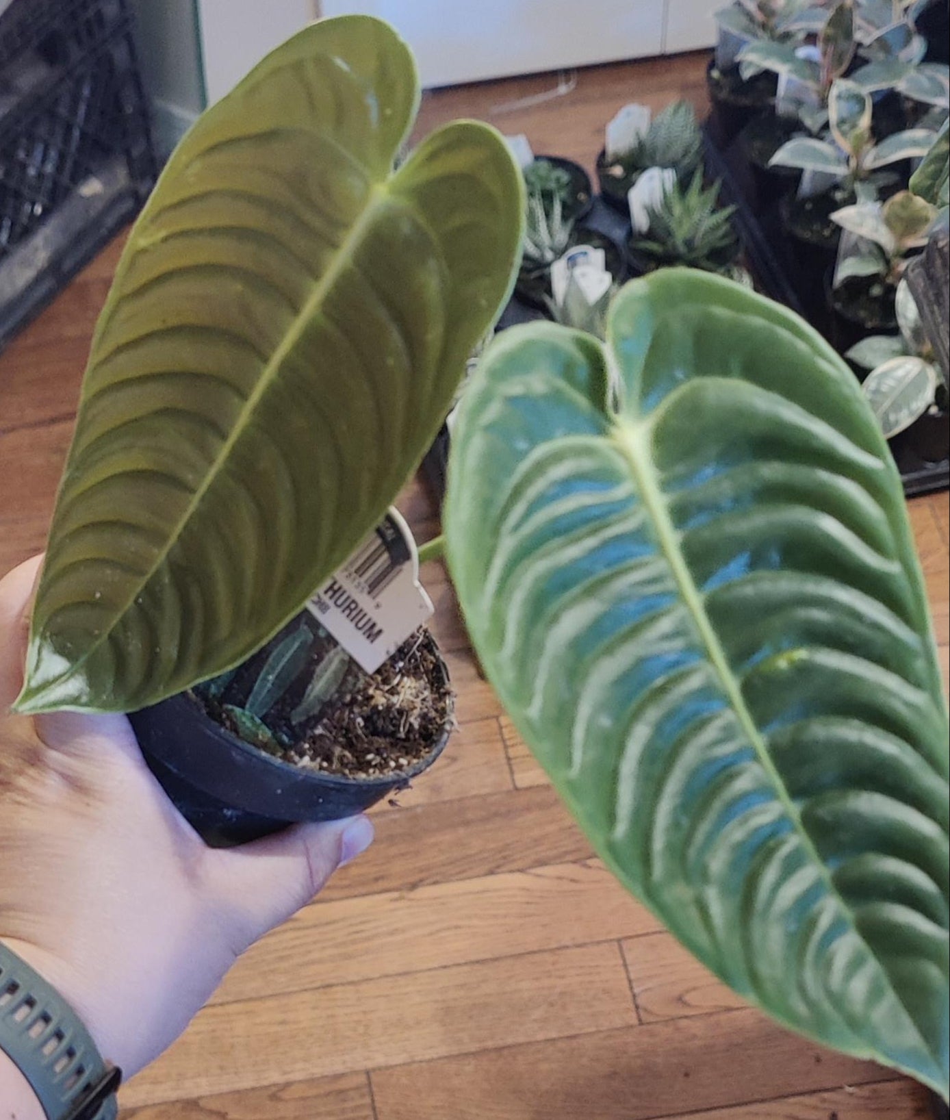 Anthurium King Veitchii