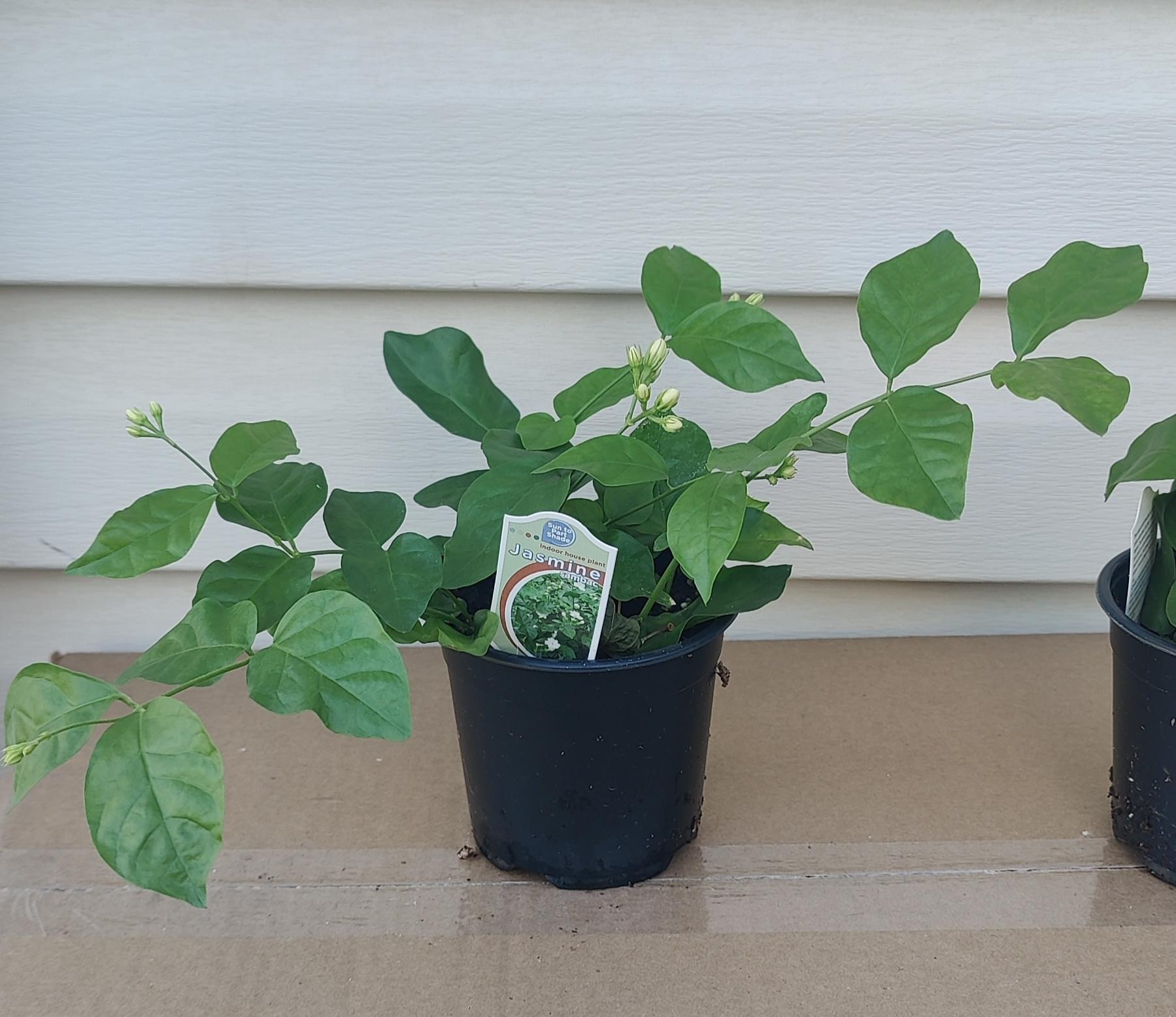 indoor jasmine plant canada Jasmine Arabian Sanbac – Watering Tropical Fever
