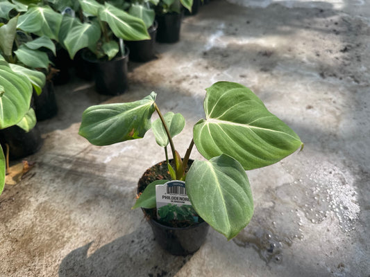 Philodendron Gloriosum
