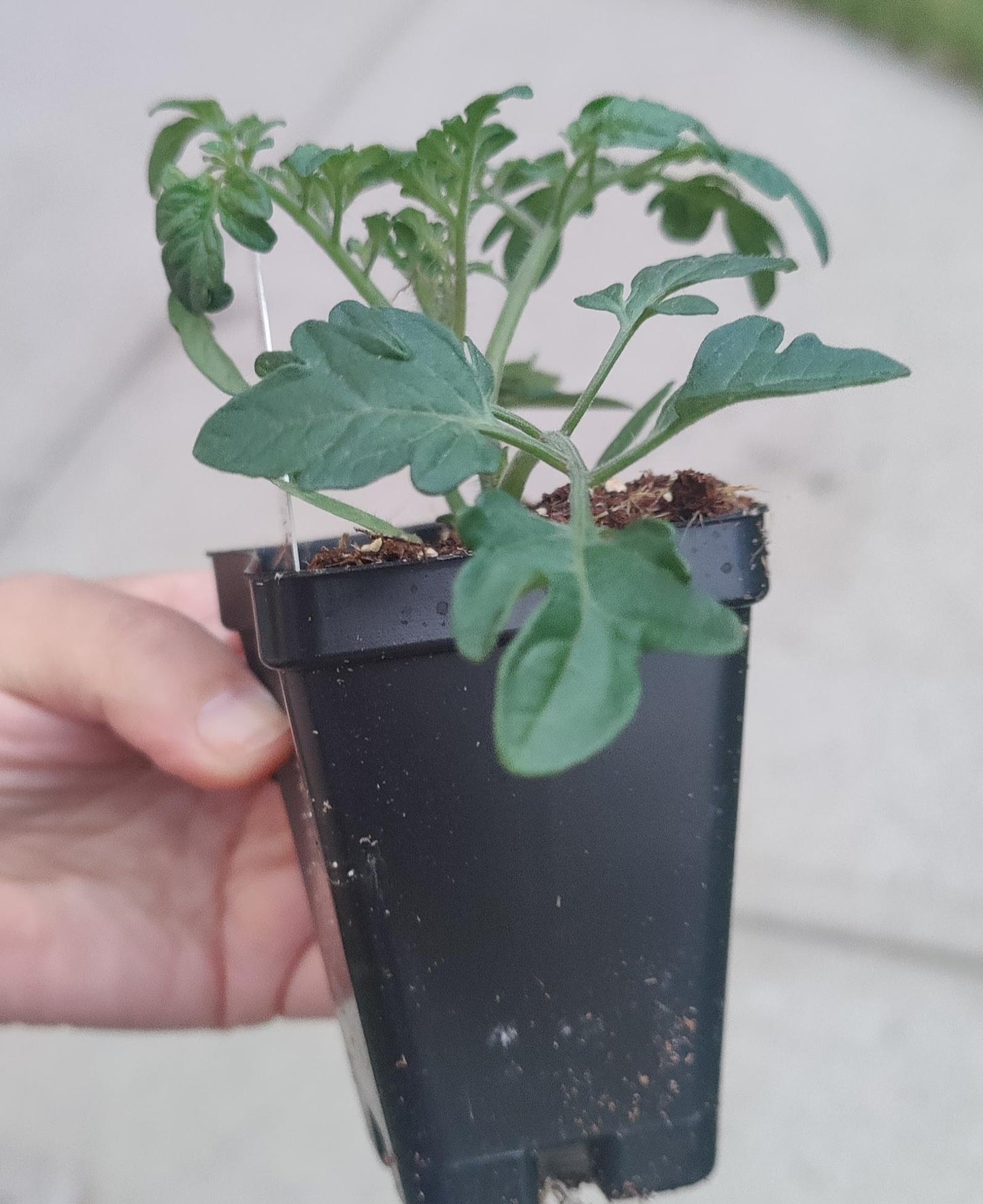 Tomato Sweet Million 2.5" Pot