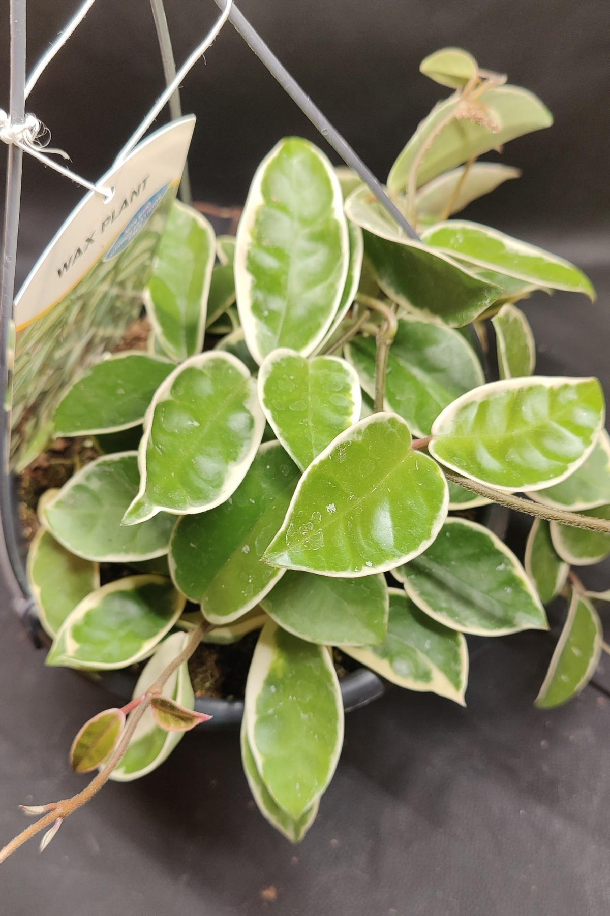 Hoya Carnosa Krimson Queen