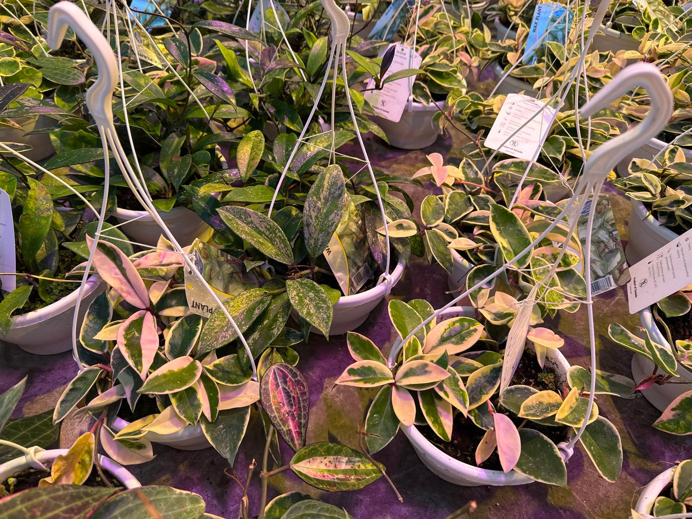 Common Potted Hoyas