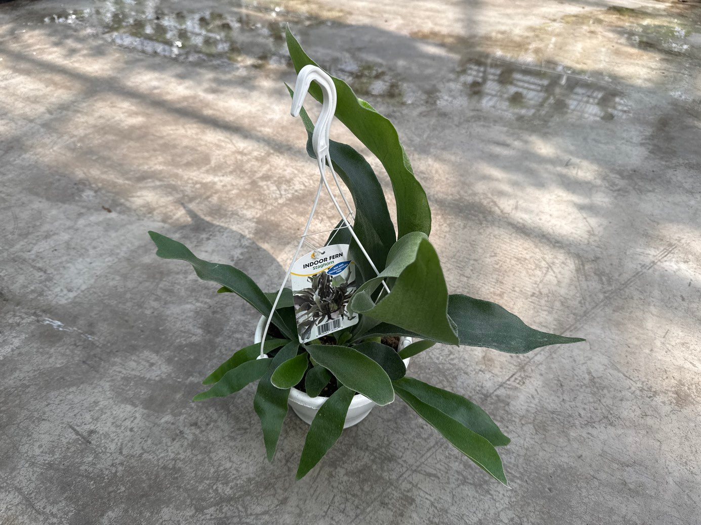 Staghorn Fern Bifurcatum