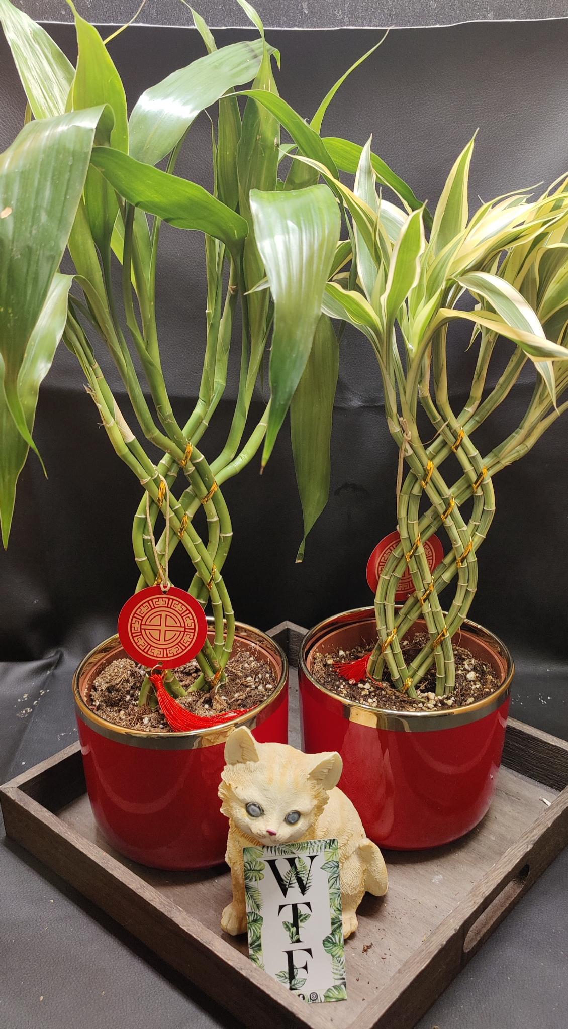 Bamboo Trellis 8 Stem Bread 5"