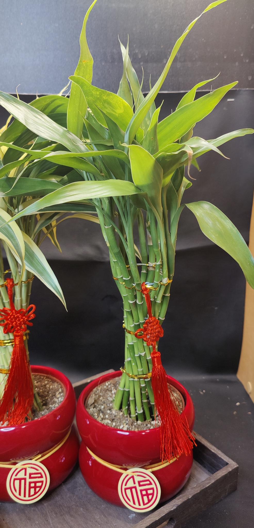 Bamboo Torch 5" Spiral 發財