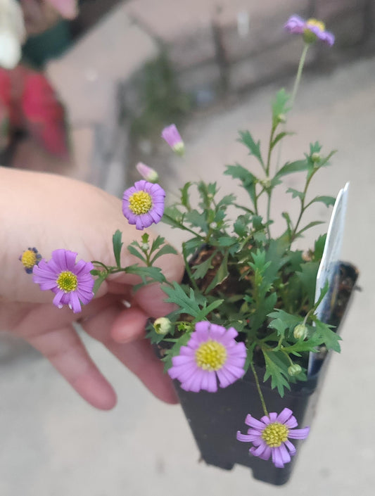 Brachyscome Brasco™ Violet 2.5" pot
