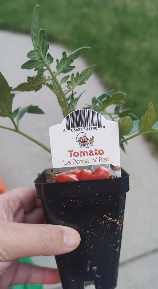 Tomato La Roma IV Red 2.5" pot
