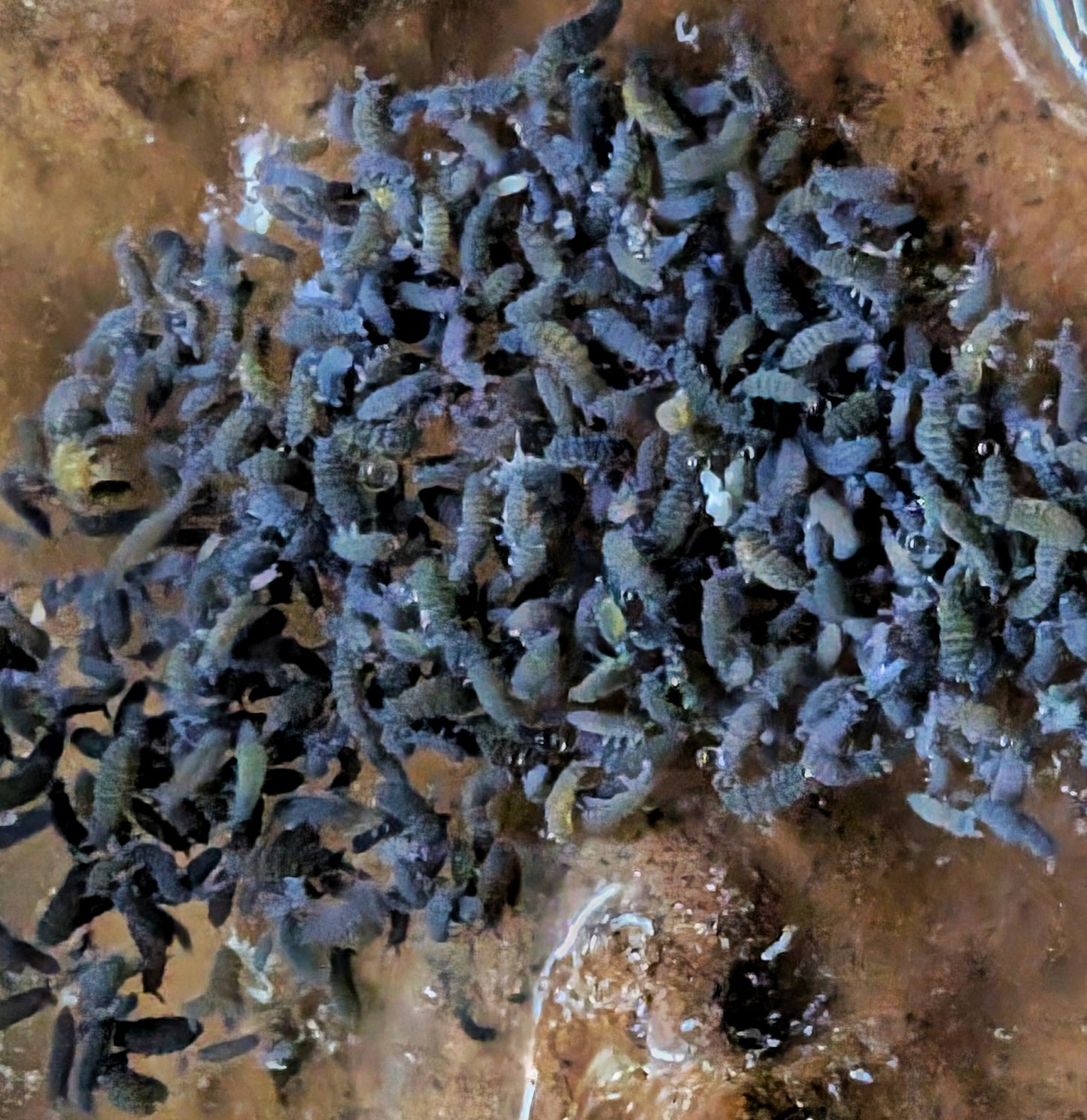 Springtails